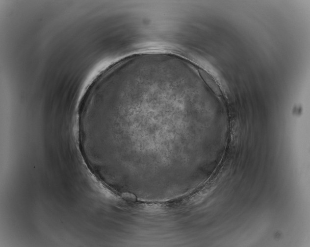 X0000099571472200806061551