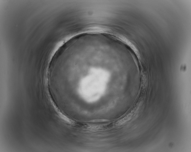 X0000099571477200806061551