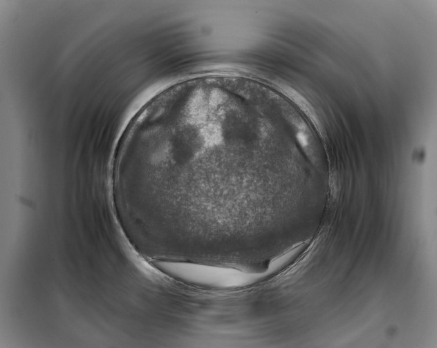 X0000099571482200806061551