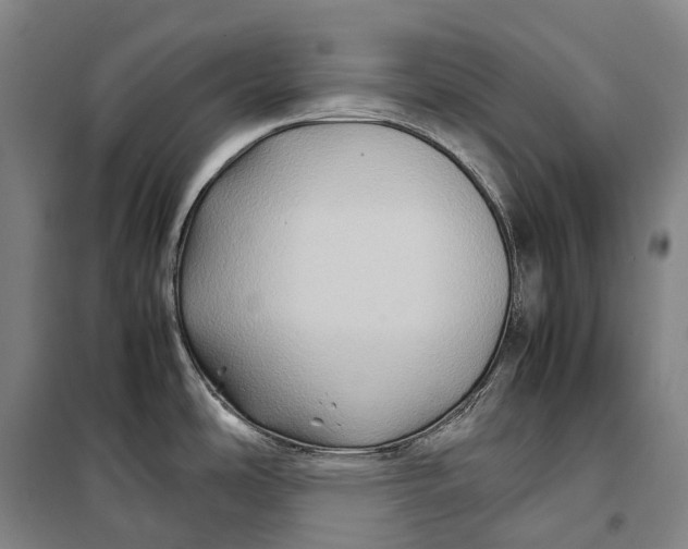 X0000099571486200806061551