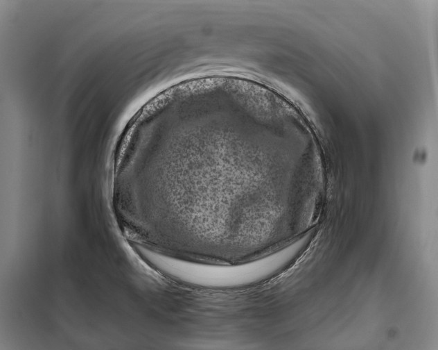 X0000099571520200806061551