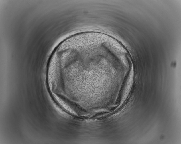 X0000099571523200806061551