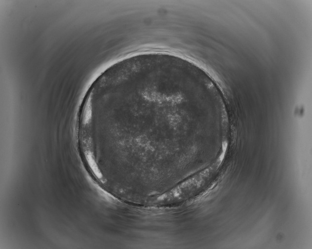 X0000099571527200806061551