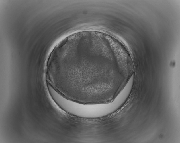 X0000099571528200806061551