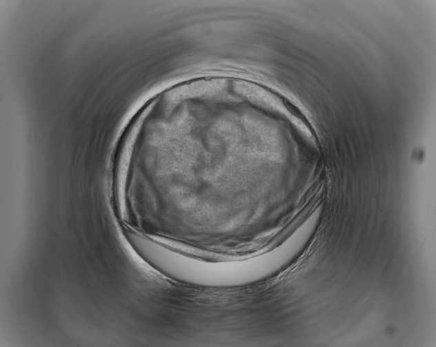 X0000099571531200806061551