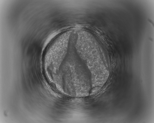 X0000099570102200806131305