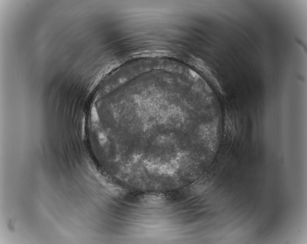 X0000099570110200806131305