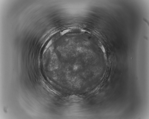 X0000099570290200806131302