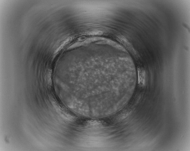 X0000099570300200806131302