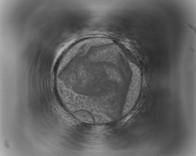X0000099570342200806131301