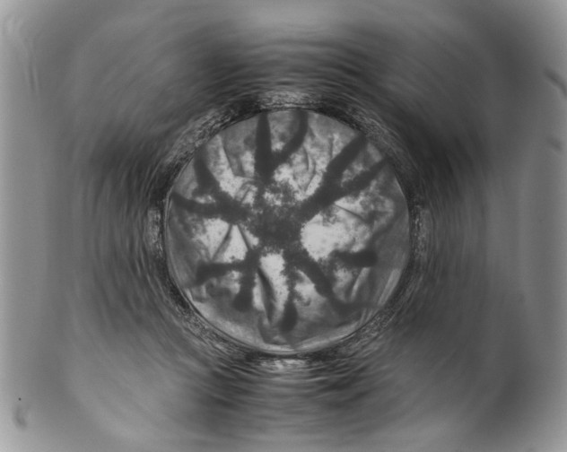 X0000099570361200806131301