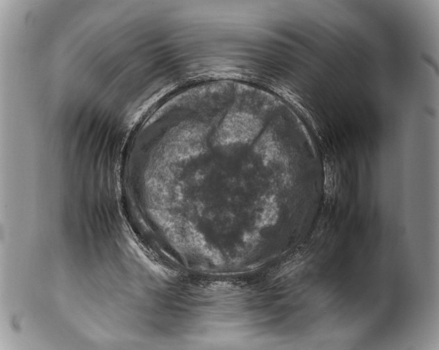 X0000099570390200806131301