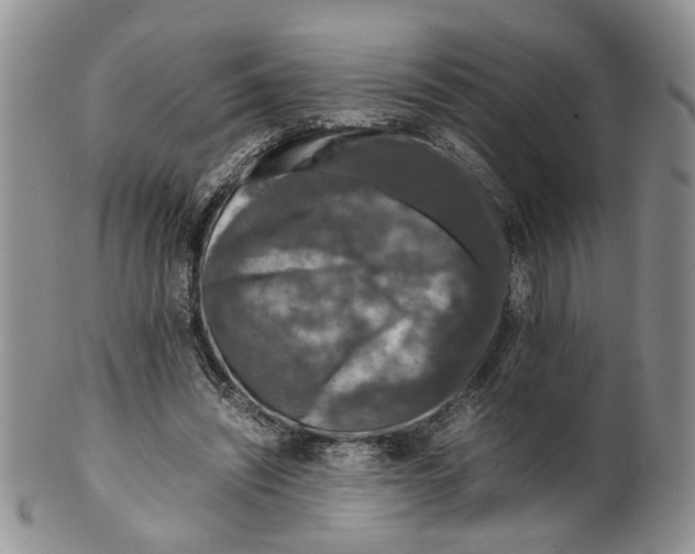 X0000099570444200806131300