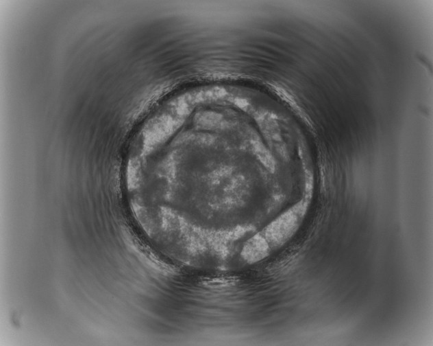 X0000099570447200806131300