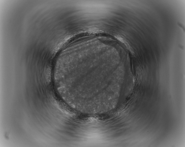 X0000099570496200806131259