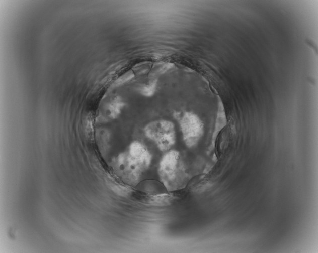 X0000099570527200806131259