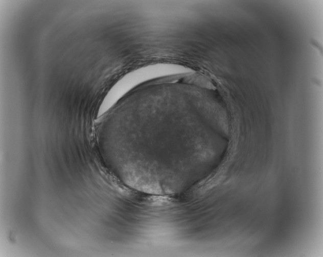 X0000099570528200806131259