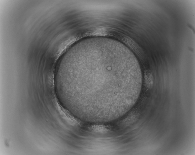 X0000099570534200806131258