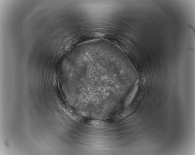 X0000099570568200806131259