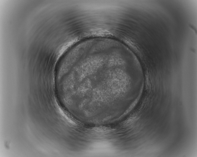 X0000099570630200806131257