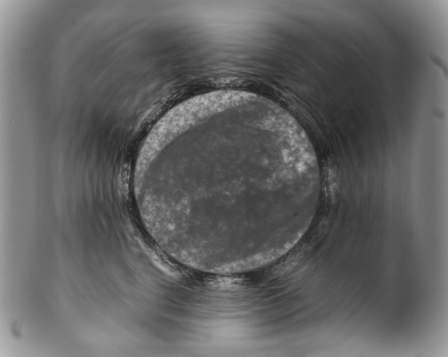 X0000099570664200806131257