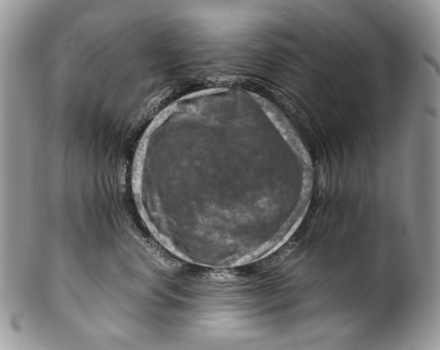 X0000099570668200806131258