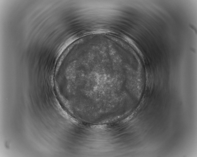 X0000099570810200806131255