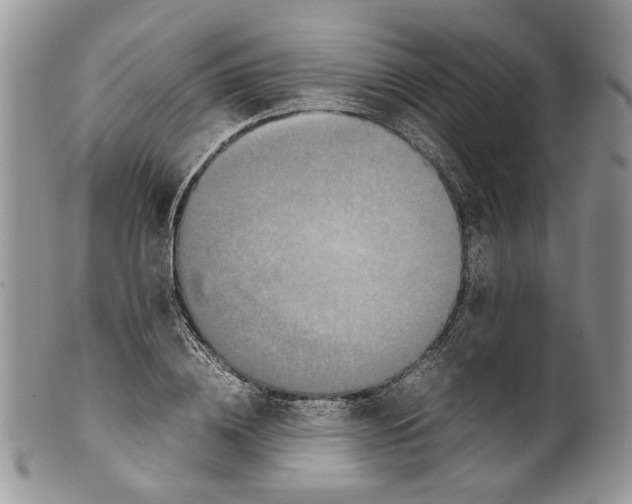 X0000099570836200806131254