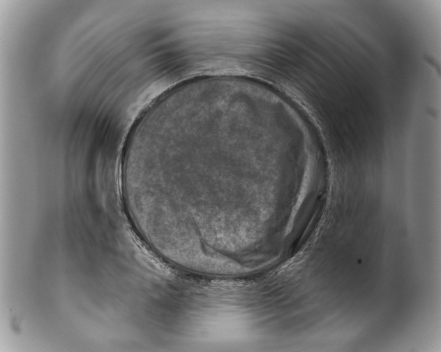 X0000099570840200806131254