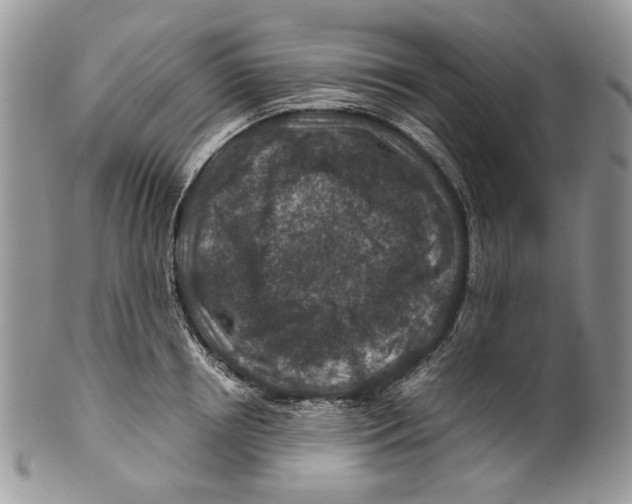 X0000099570850200806131255