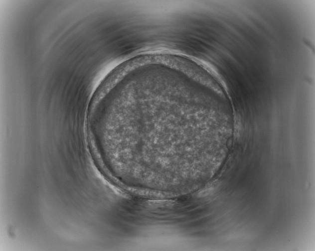 X0000099570863200806131255