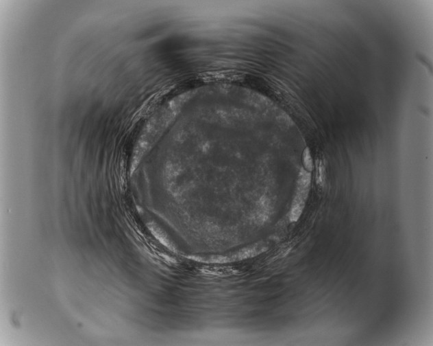 X0000099570915200806131253