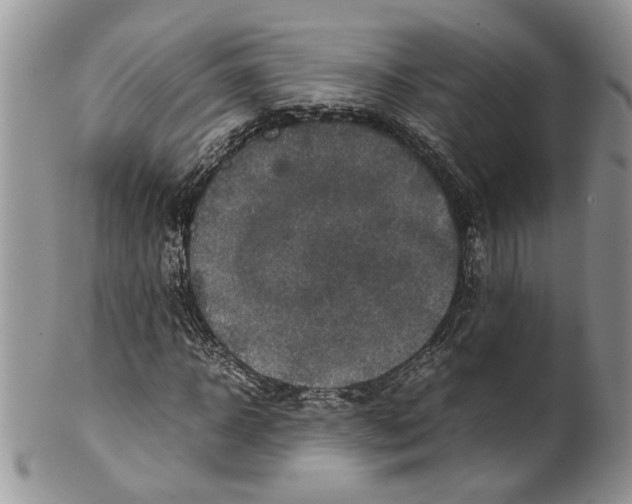 X0000099570918200806131253