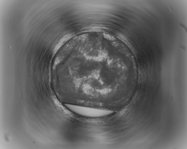X0000099570994200806131252