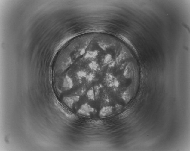 X0000099571035200806131252