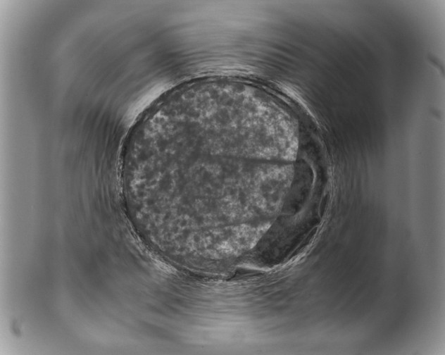 X0000099571071200806131251
