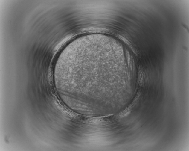 X0000099571074200806131251