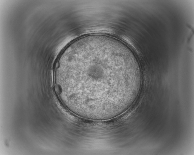 X0000099571079200806131251
