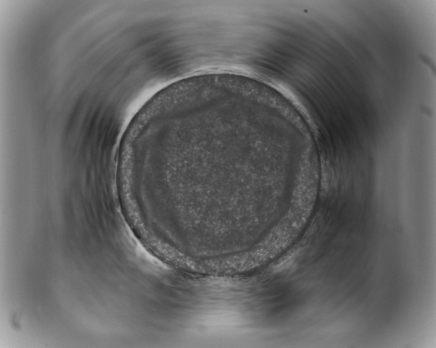 X0000099571102200806131251