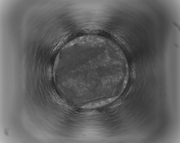X0000099571108200806131250