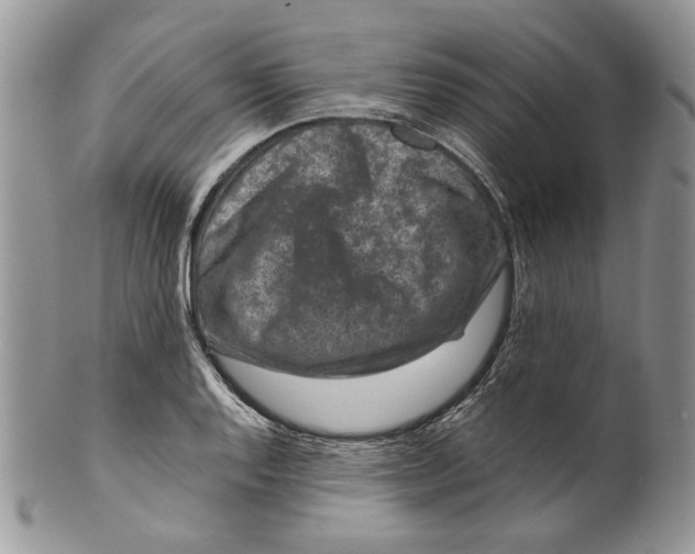 X0000099571128200806131250