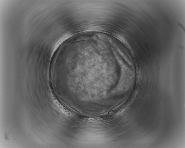 X0000099571138200806131251