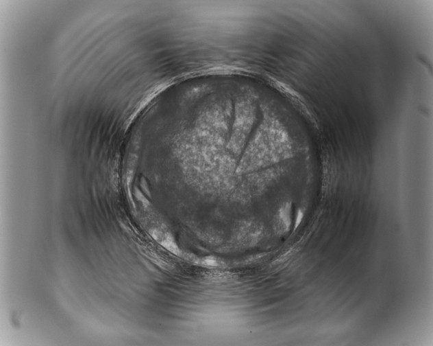 X0000099571170200806131250
