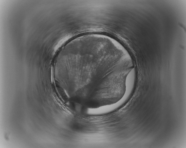 X0000099571171200806131250