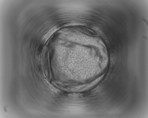X0000099571185200806131250