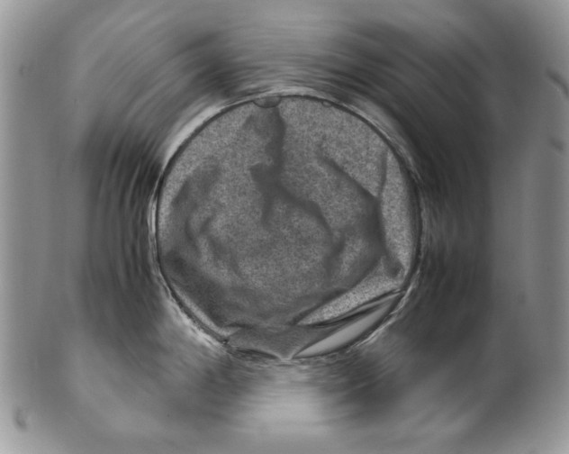 X0000099571198200806131249