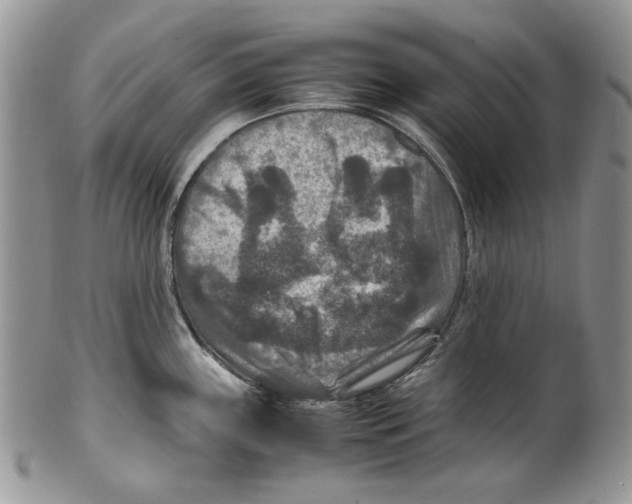 X0000099571243200806131249