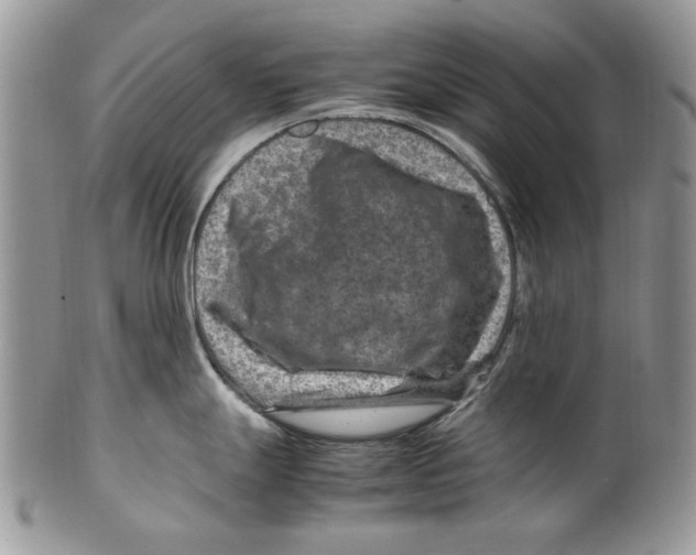 X0000099571247200806131249