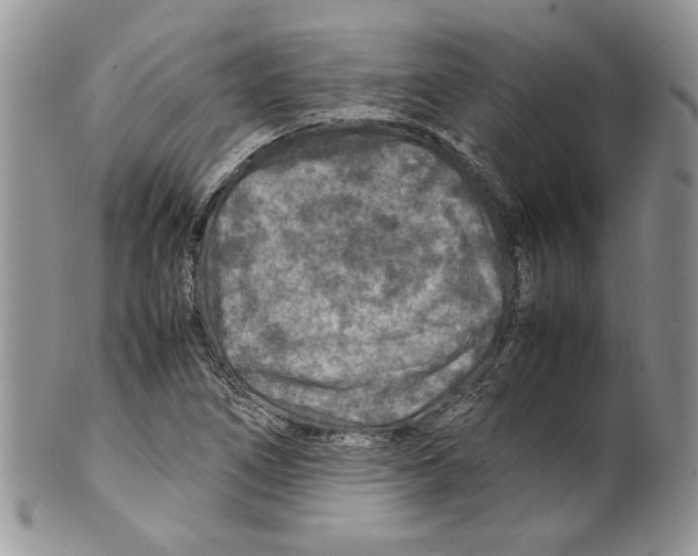 X0000099571266200806131249
