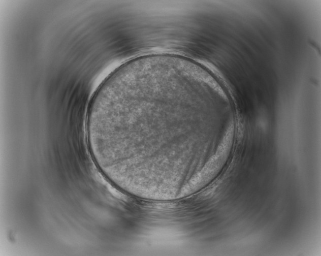 X0000099571294200806131248